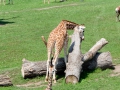 Жирафы спят лёжа