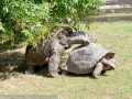 Черепахи