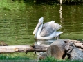 Бурый пеликан
