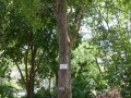 Пронумерованное дерево