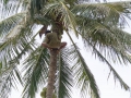 Добыча кокосов